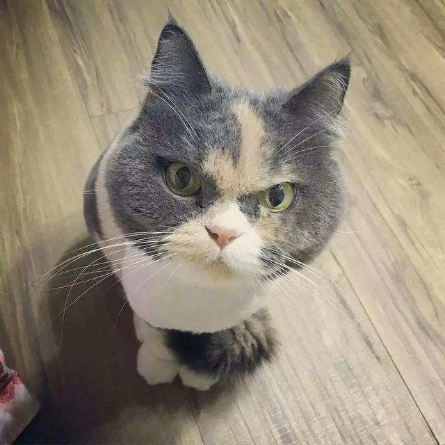 好像总是生气的猫咪 被它们凶巴巴的眼神萌到了!