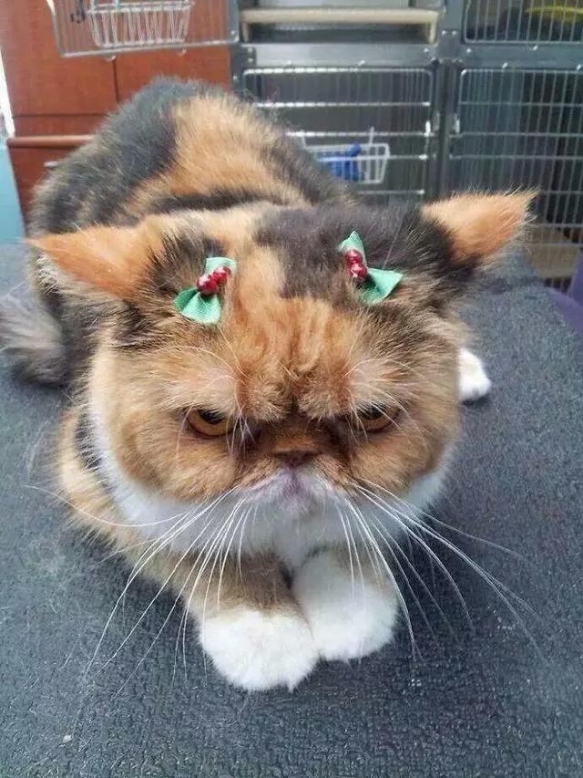 好像总是生气的猫咪 被它们凶巴巴的眼神萌到了!