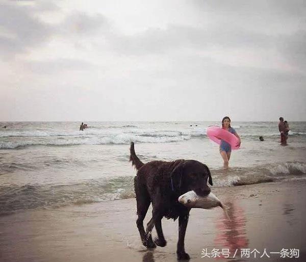报恩的狗狗:拉布拉多每天跳到海里抓鱼 抓到了鱼却不吃!