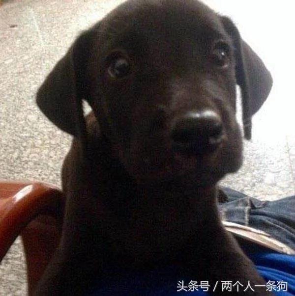 报恩的狗狗:拉布拉多每天跳到海里抓鱼 抓到了鱼却不吃!
