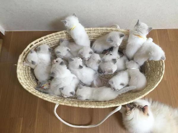 布偶妈妈生了19只小布偶 主人乐坏了 可布偶妈妈一脸无奈!