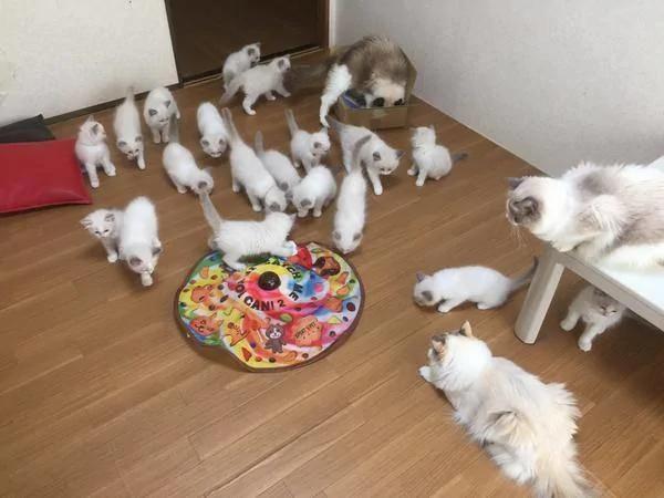 布偶妈妈生了19只小布偶 主人乐坏了 可布偶妈妈一脸无奈!