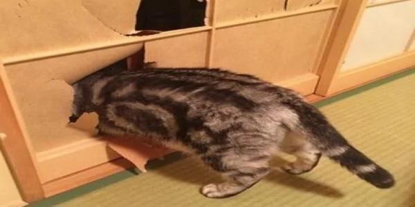 猫咪大脸撞破纸门 被主人责骂后“龙心不悦”!