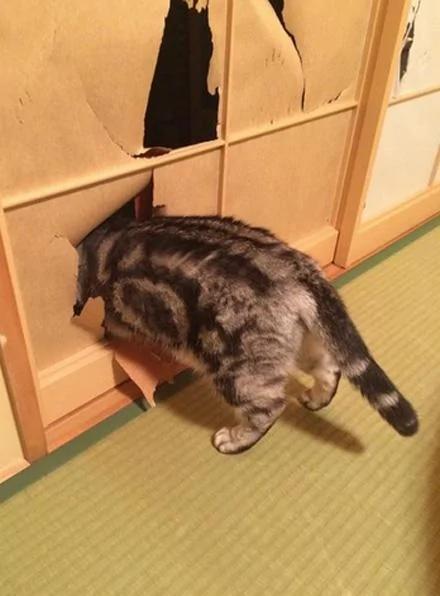 猫咪大脸撞破纸门 被主人责骂后“龙心不悦”!