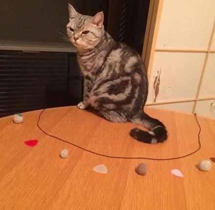 猫咪大脸撞破纸门 被主人责骂后“龙心不悦”!