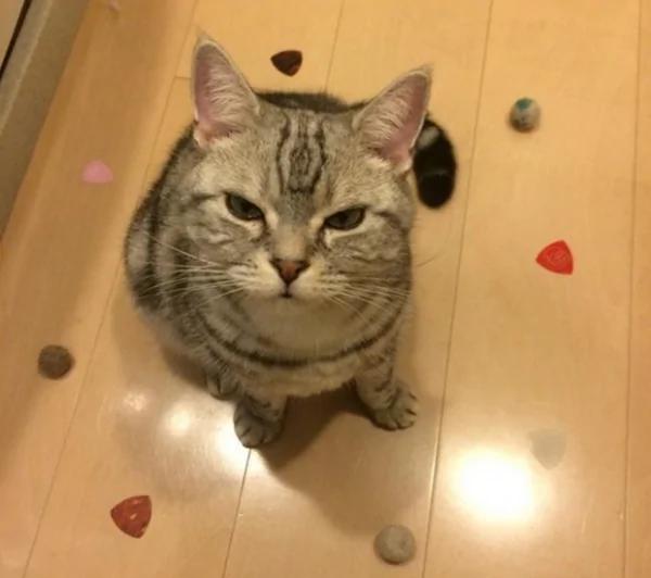 猫咪大脸撞破纸门 被主人责骂后“龙心不悦”!