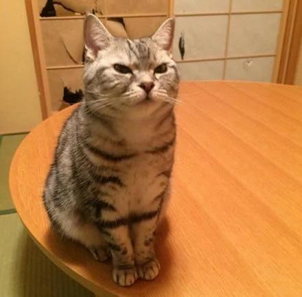猫咪大脸撞破纸门 被主人责骂后“龙心不悦”!