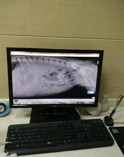 大家争着领养小黄金猎犬 可是知道原因后 却退养了!