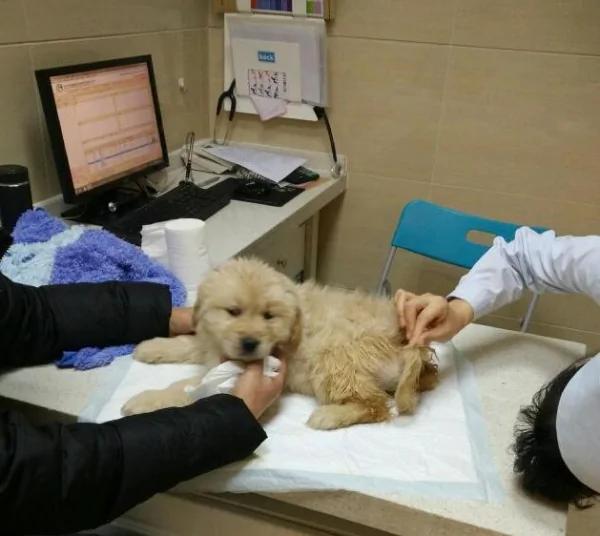 大家争着领养小黄金猎犬 可是知道原因后 却退养了!