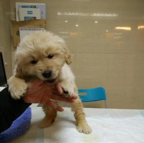 大家争着领养小黄金猎犬 可是知道原因后 却退养了!