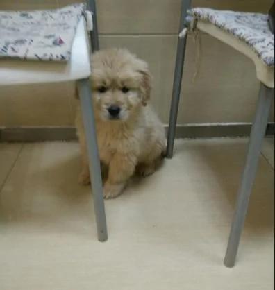 大家争着领养小黄金猎犬 可是知道原因后 却退养了!