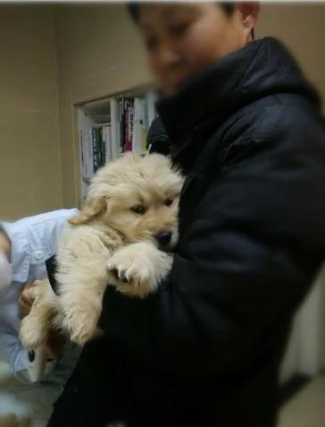 大家争着领养小黄金猎犬 可是知道原因后 却退养了!