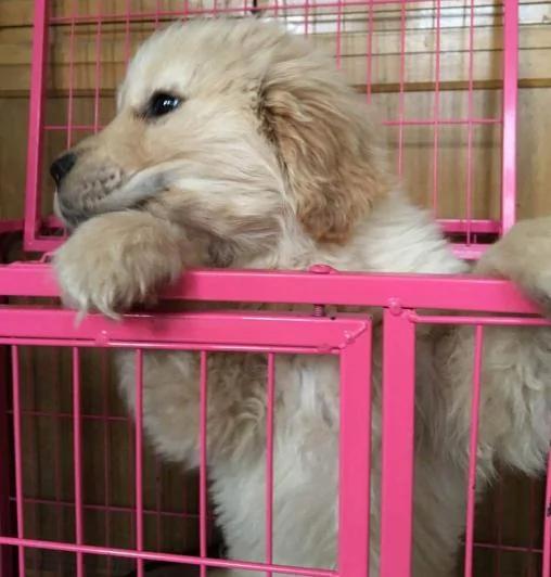 大家争着领养小黄金猎犬 可是知道原因后 却退养了!