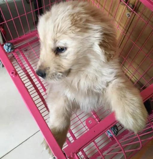 大家争着领养小黄金猎犬 可是知道原因后 却退养了!