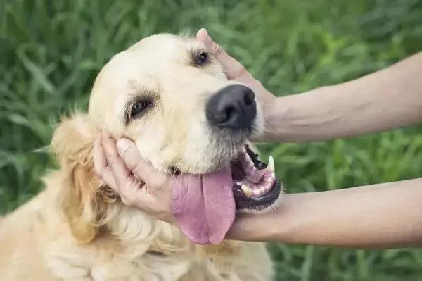 揭密!狗狗最讨厌主人的“5种行为” 你中枪了吗?