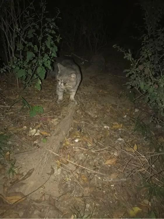 女孩捡回一只流浪英短蓝猫 照顾数月 却被前主人找上门来!