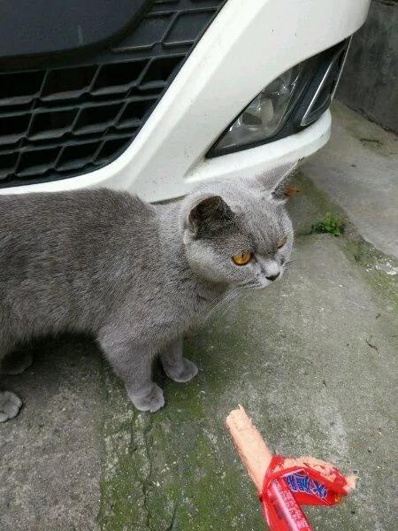 女孩捡回一只流浪英短蓝猫 照顾数月 却被前主人找上门来!