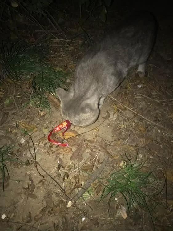 女孩捡回一只流浪英短蓝猫 照顾数月 却被前主人找上门来!