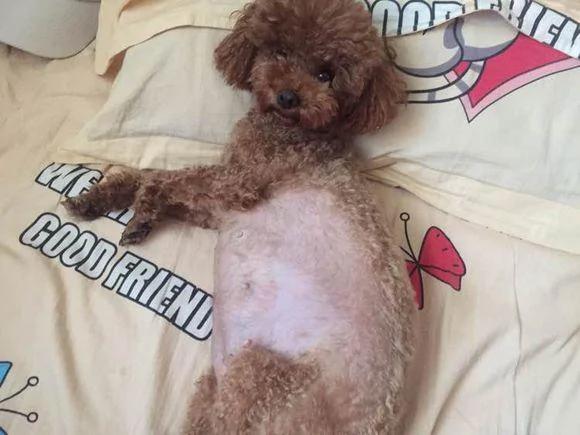 泰迪超预产期三天 剖腹产后 狗狗却给主人带来大惊喜!