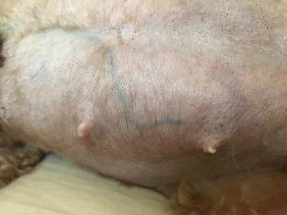泰迪超预产期三天 剖腹产后 狗狗却给主人带来大惊喜!