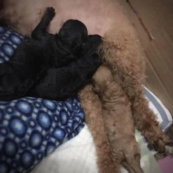 泰迪超预产期三天 剖腹产后 狗狗却给主人带来大惊喜!