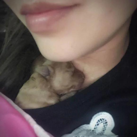 泰迪超预产期三天 剖腹产后 狗狗却给主人带来大惊喜!