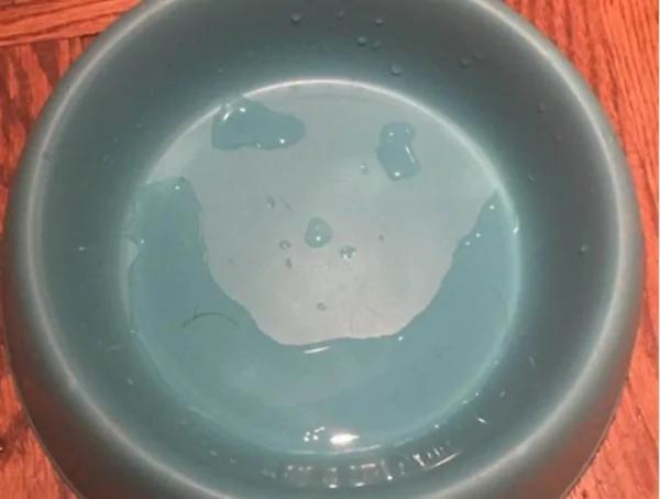 汪汪去世2天 赫然看见汪汪留下的讯息!