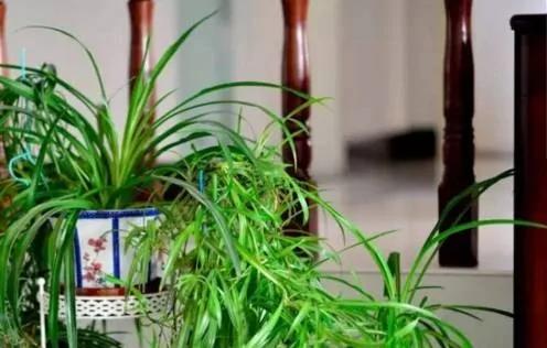 这两种植物一起种 净化空气效果倍增