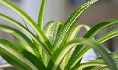 这两种植物一起种 净化空气效果倍增
