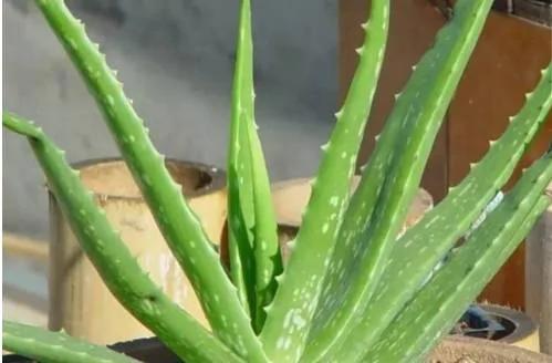 这两种植物一起种 净化空气效果倍增