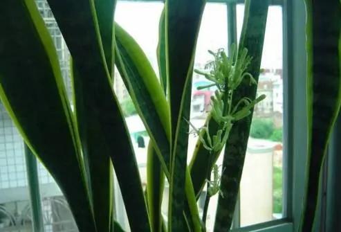这两种植物一起种 净化空气效果倍增