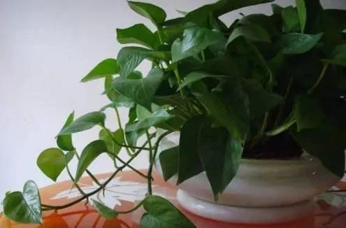 这两种植物一起种 净化空气效果倍增