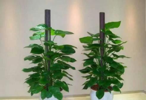 这两种植物一起种 净化空气效果倍增