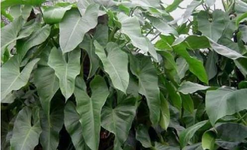 这两种植物一起种 净化空气效果倍增