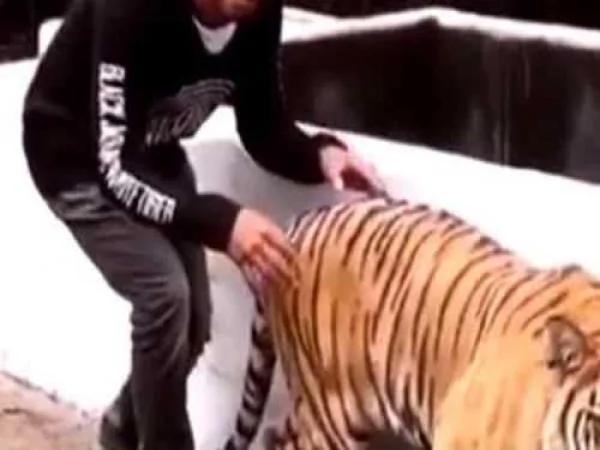 男子从后面偷袭老虎下幕哭笑不得吓破虎胆!