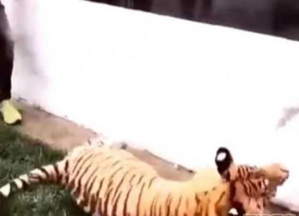 男子从后面偷袭老虎下幕哭笑不得吓破虎胆!