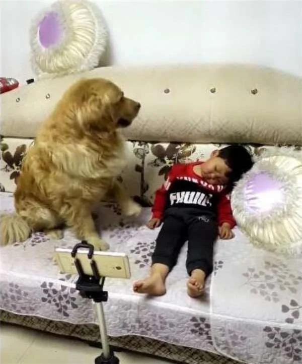 黄金猎犬发现小主人进入梦乡了 不但用脚摸摸他还暖到爆炸!