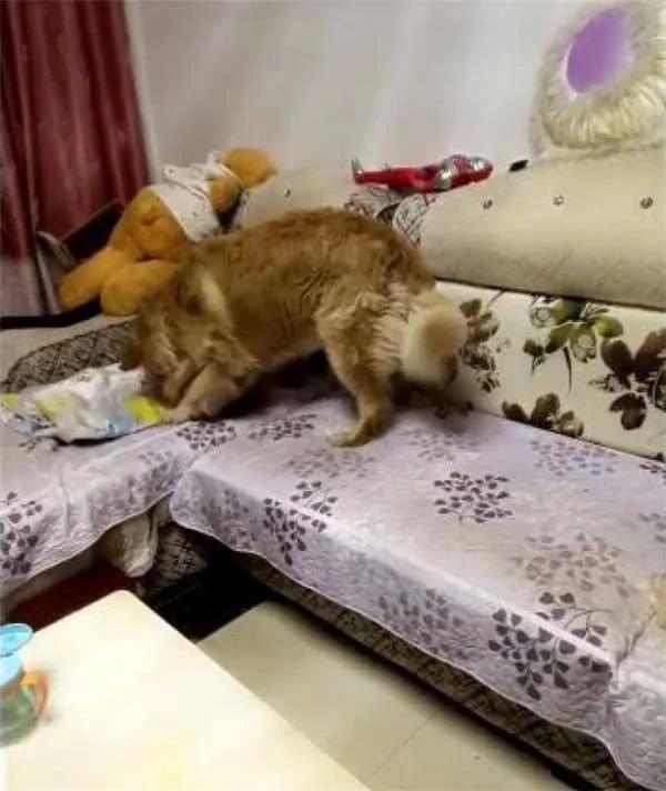 黄金猎犬发现小主人进入梦乡了 不但用脚摸摸他还暖到爆炸!