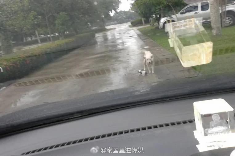 感动!流浪狗叼着受伤小狗崽拦警车求助