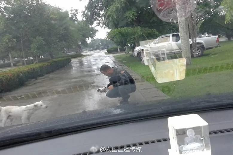 感动!流浪狗叼着受伤小狗崽拦警车求助