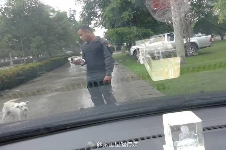 感动!流浪狗叼着受伤小狗崽拦警车求助