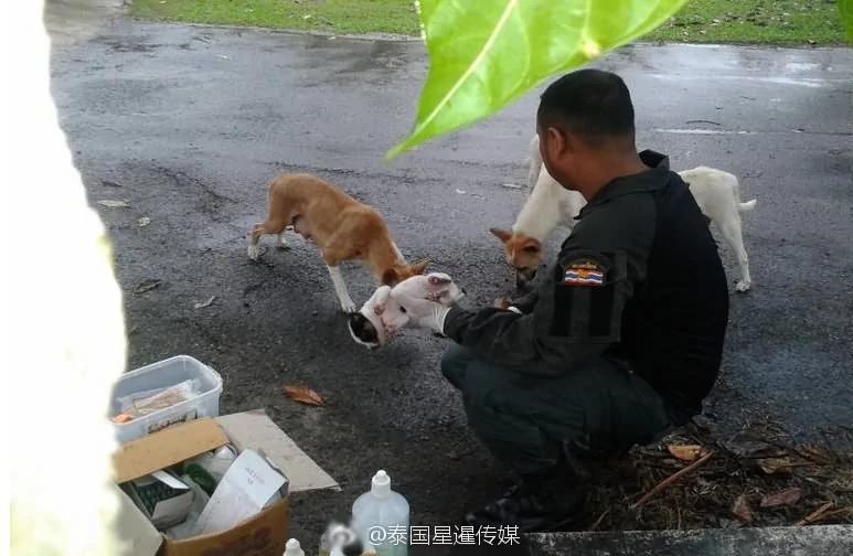 感动!流浪狗叼着受伤小狗崽拦警车求助