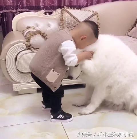 小宝宝睡着以后 萨摩耶帮他脱鞋 关灯 简直是太暖心!