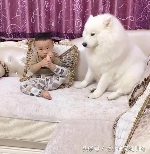 小宝宝睡着以后 萨摩耶帮他脱鞋 关灯 简直是太暖心!