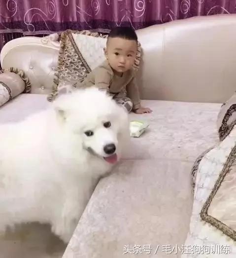 小宝宝睡着以后 萨摩耶帮他脱鞋 关灯 简直是太暖心!
