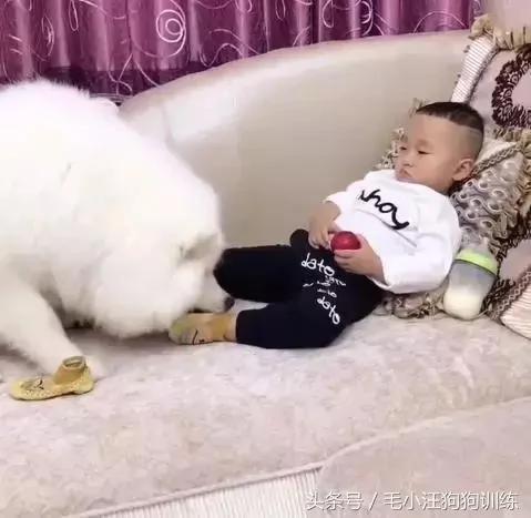小宝宝睡着以后 萨摩耶帮他脱鞋 关灯 简直是太暖心!