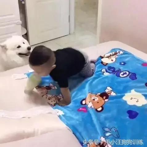 小宝宝睡着以后 萨摩耶帮他脱鞋 关灯 简直是太暖心!