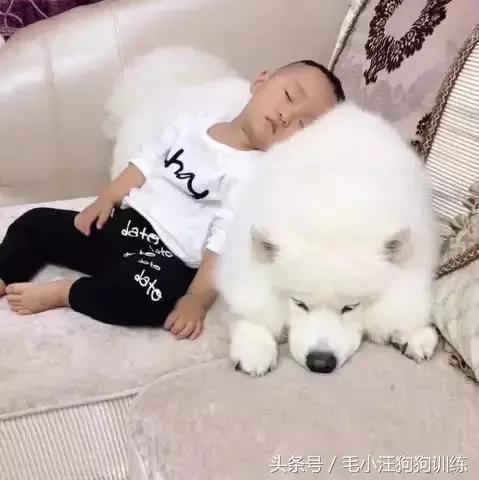 小宝宝睡着以后 萨摩耶帮他脱鞋 关灯 简直是太暖心!
