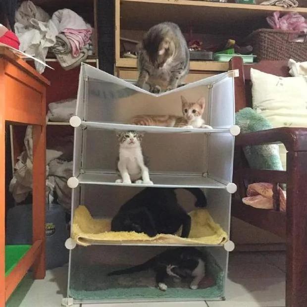 主人帮五只猫咪买新床 结果最胖的那只猫选择的位子最不适合它啊!