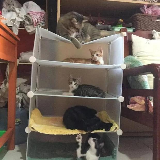 主人帮五只猫咪买新床 结果最胖的那只猫选择的位子最不适合它啊!